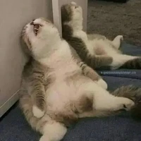 t/g lười vl