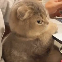 Mèo nhỏ mê girllove:)))