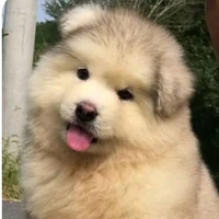 Milo