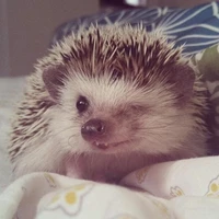 Nhím 🦔