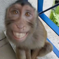 tác giả