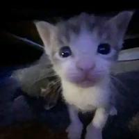 Chủ chợ cá