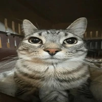 Thẩm Hạo khuyên(bố r n9)