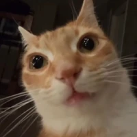 người bên nhà bố mẹ nuôi