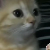 mối 2