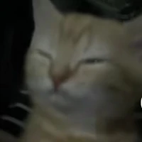 mối 3