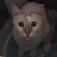 Nu