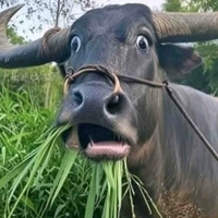 tác giả rặn văn 