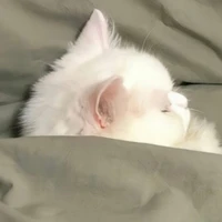 Thành Công ᝰ.ᐟ @congb