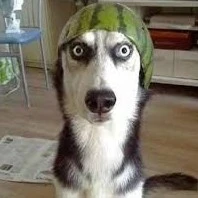 Hoàng Khoa ᝰ.ᐟ @karik