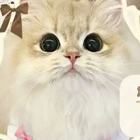 mèo