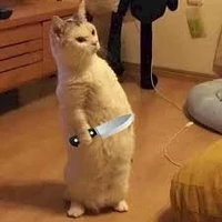 Meow cam
