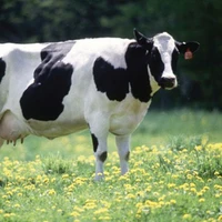 bò