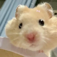 Hamster - Cô - ( t/g)