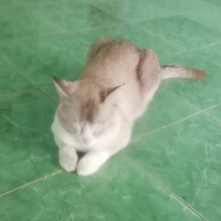 động vật nào đó