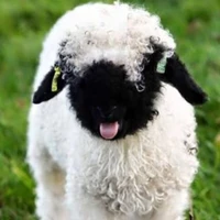 Hoàng Đức Duy [dạng cừu]