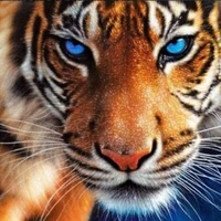 Nguyễn Quang Anh [dạng hổ]