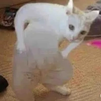 all ( mèo )