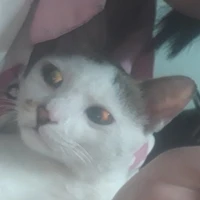 hệ thống heo lười