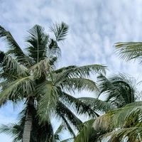 all(trừ ai thì trừ)