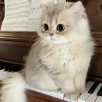 Mèo