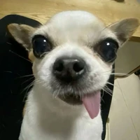 tác giả cuteo