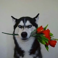 all, thiếu ai thì thiếu