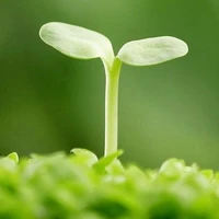 sinh sô lẩy nởi