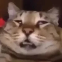 cả lớp