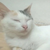 mèo nhà wun