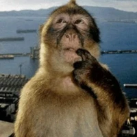 khỉ đột biến ( t/g)