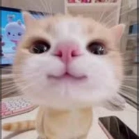 nào cũng được