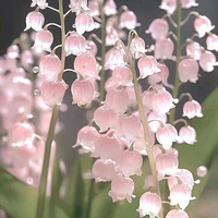 Mẹ của cả hai anh em