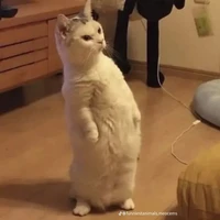 pets của t/g[luli]