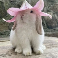 Bạch Thố (linh thú)