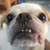 tgiả thẳng nđược cái less