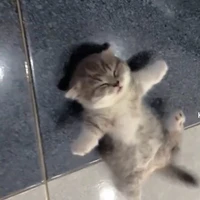 là tui đây tgiả