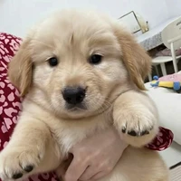 Tác giả Mộng Du