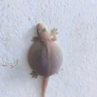 •~hệ thống heri ~•