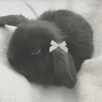 Spade(thỏ vip bro 🤑)