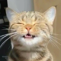 all - cô