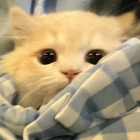 cat hệ thón