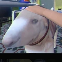 Mr gold ( peak cỡ nào cũng bị xích)