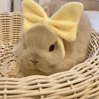 Thỏ_Bôngg [tác giả]