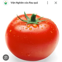 cà chua