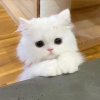 Mây