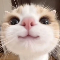 Tg