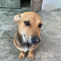 đại ca xóm chó