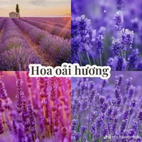 t/g trâu bò