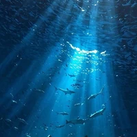 Tác giả ở đâyyyy💍